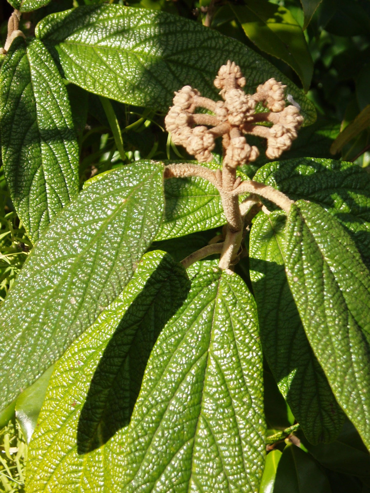 Leather-leaf Viburnum Leatherleaf Arrowwood (Viburnum rhytidophyllum)