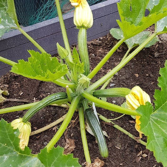 Black Beauty Zucchini Squash (Cucurbita pepo 'Black Beauty')