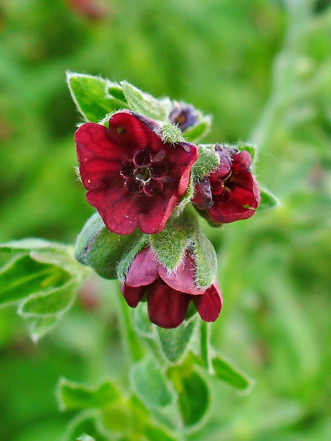 Gypsyflower Hounds Tongue (Cynoglossum officinale)