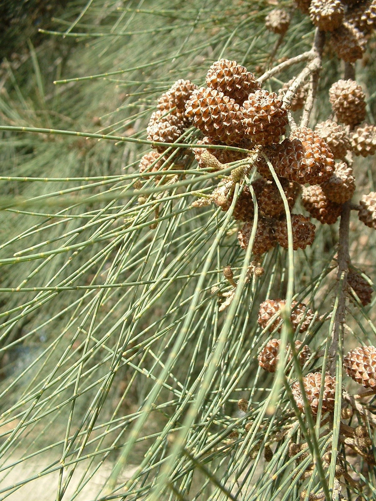 Australian Pine Beefwood Creek Oak Kasa River Casuarina Sheoak (Casuarina cunninghamiana)