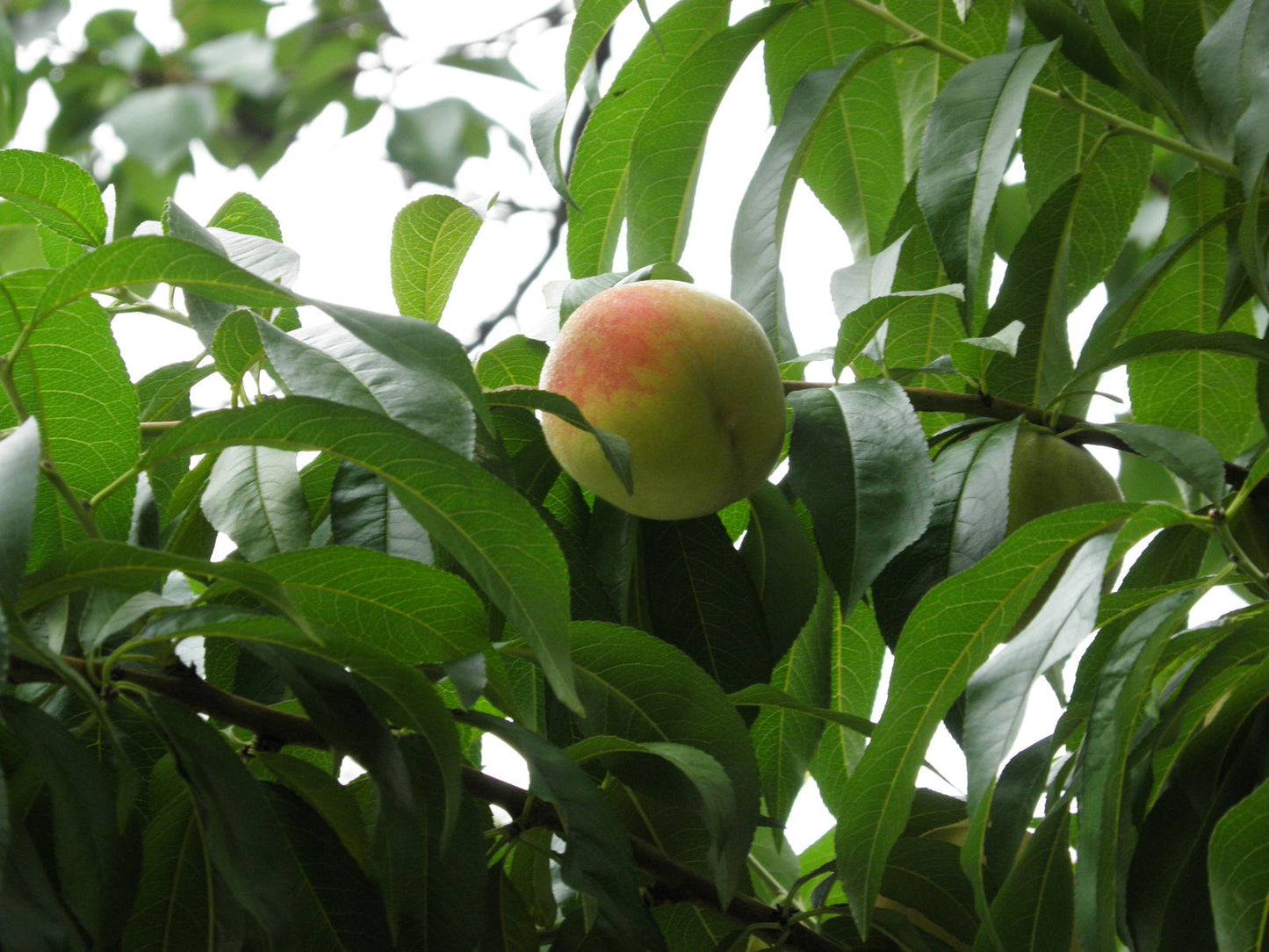 Lovell Peach (Prunus persica var. Lovell)