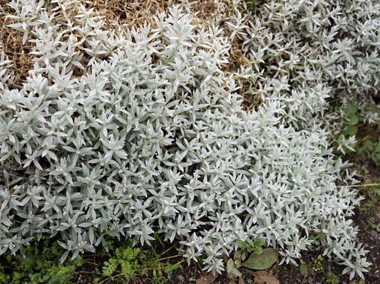 Snow Summer (Cerastium tomentosum)