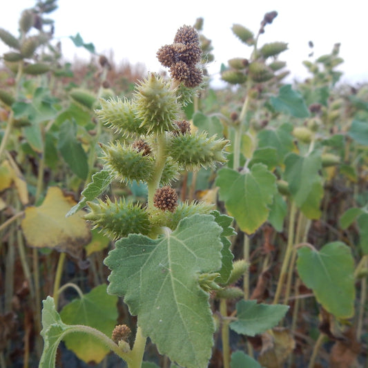 Rough Cocklebur (Xanthium strumarium)