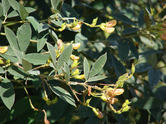 Pigeonpea (Cajanus cajan)