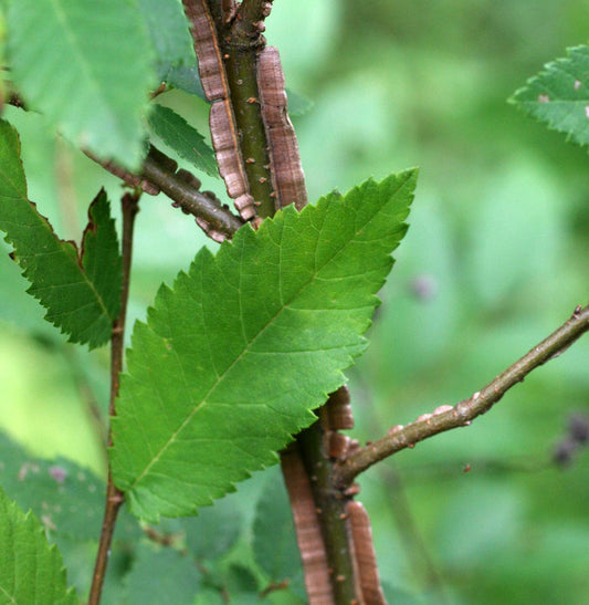 Winged Elm (Ulmus alata)