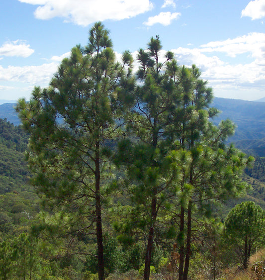 Hazelnut Ocote Chino Oocarpa Pine (Pinus oocarpa)