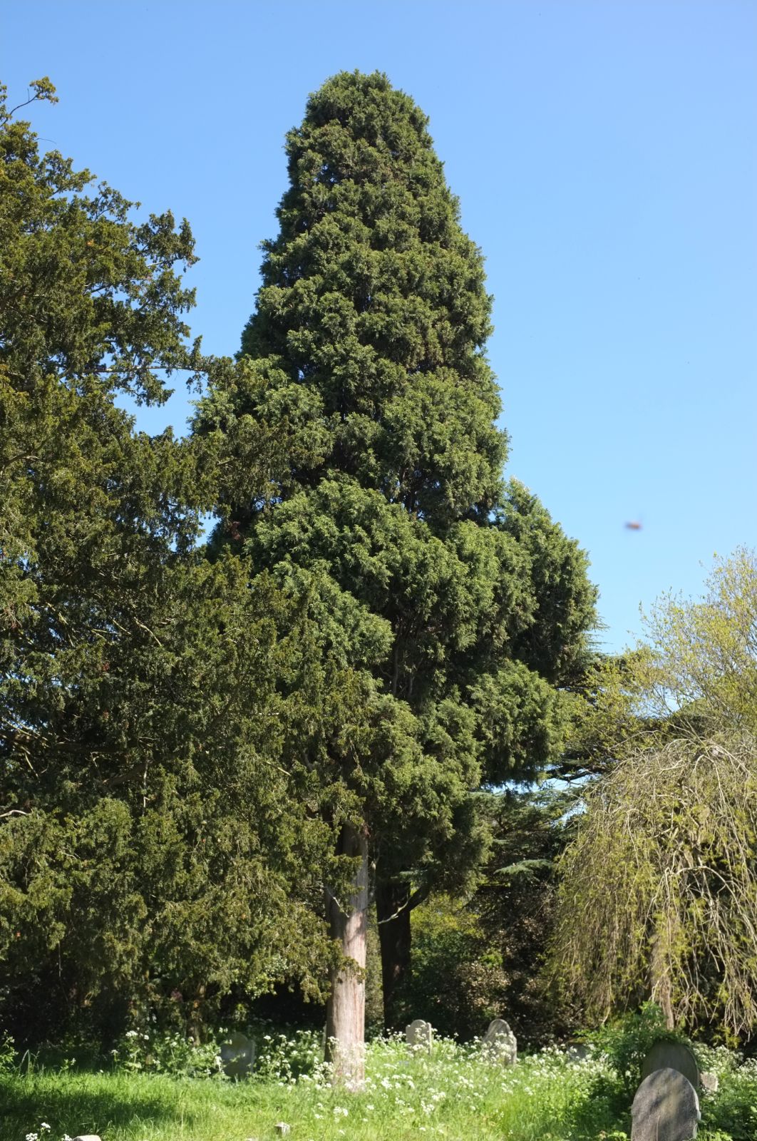 Bhutan Cypress Cypress (Cupressus torulosa)