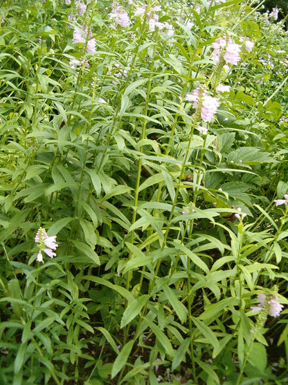 Obedient Plant (Physostegia virginiana)