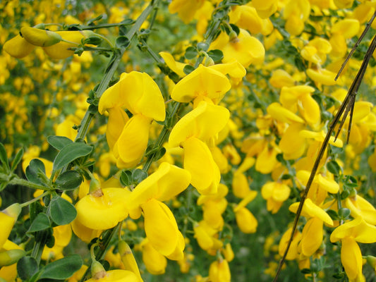 Common English Broom, Scotch Broom (Cytisus scoparius)