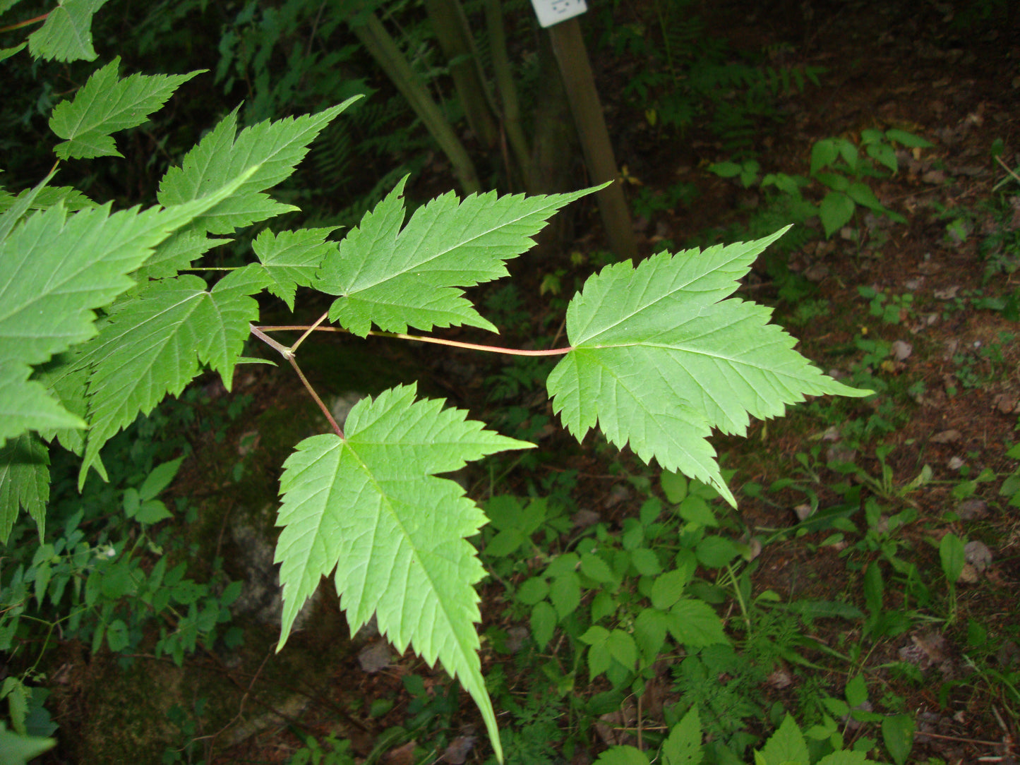 Bearded Maple (Acer barbinerve)