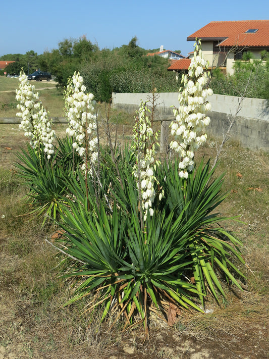 True Adams Needle (Yucca filamentosa)