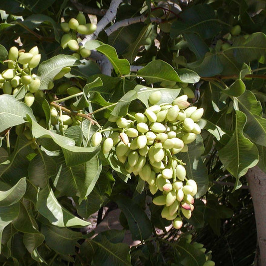 Pistachio Pistachio Nut (Pistacia vera)