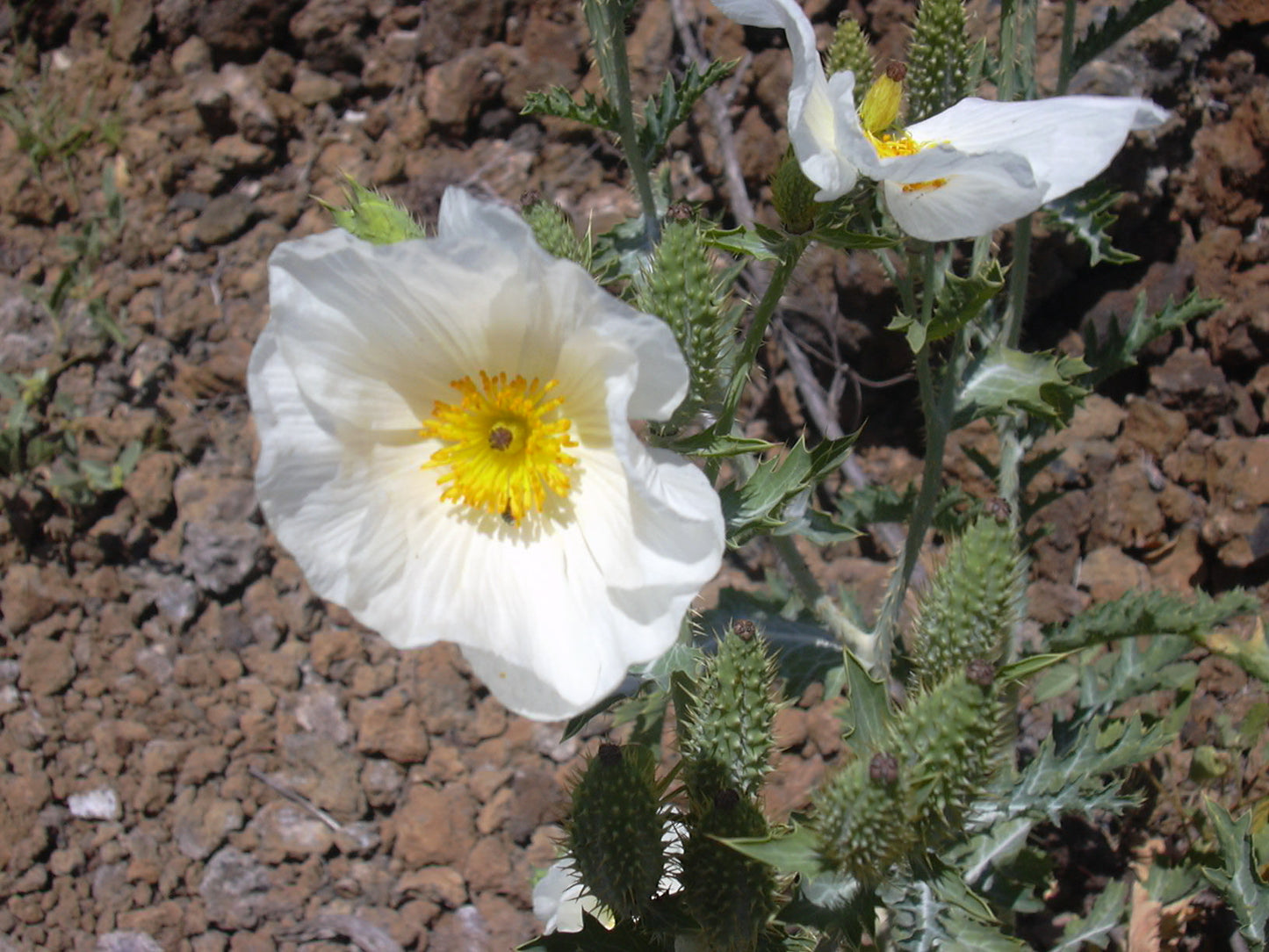 Hawaiian Poppy Smooth Pricklypoppy (Argemone glauca)