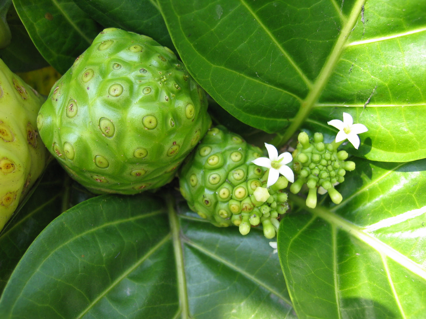 Indian Mulberry Noni (Morinda citrifolia)