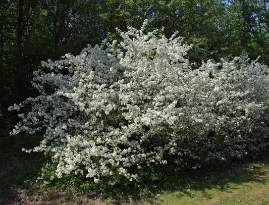 Roselow Sargents Crab Apple (Malus sargentii 'Roselow')