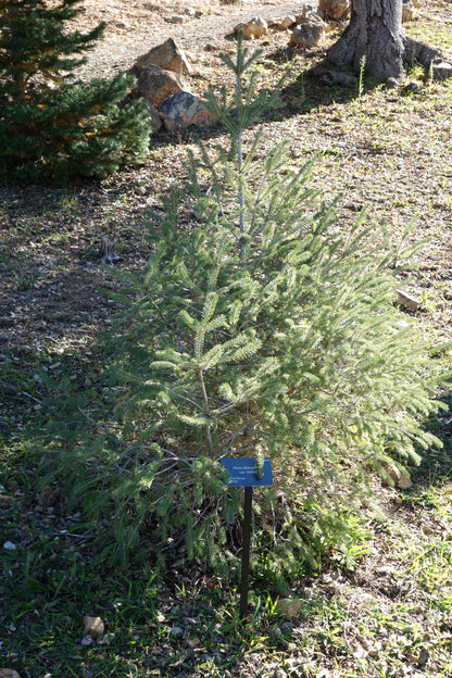Lijang Spruce (Picea likiangensis)