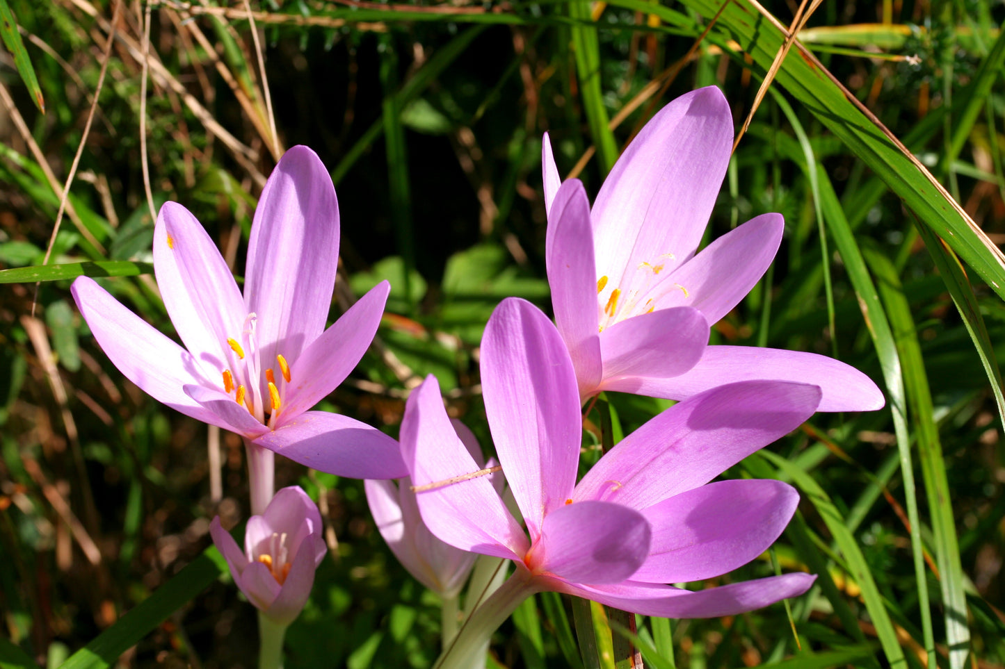 Common Autumn Crocus Meadow Saffron Naked Lady (Colchicum autumnale)