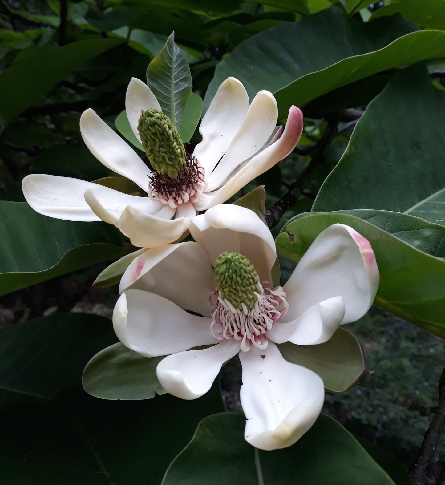 Houpu Magnolia Bark (Magnolia officinalis)