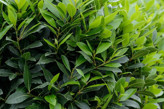Sweet Bay Leaf Grecian True Laurel (Laurus nobilis)