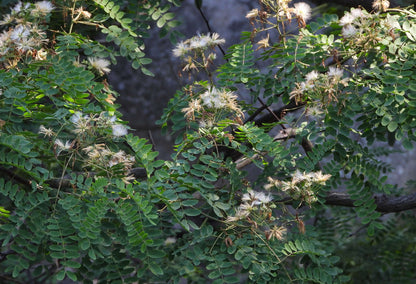 Kalkora Mimosa Silk Tree (Albizia kalkora)