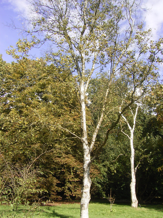 Szechwan Asian White Birch (Betula platyphylla var. Szechwanica)