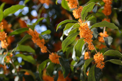 Fragrant Olive, Sweet Osmanthus (Osmanthus fragrans)