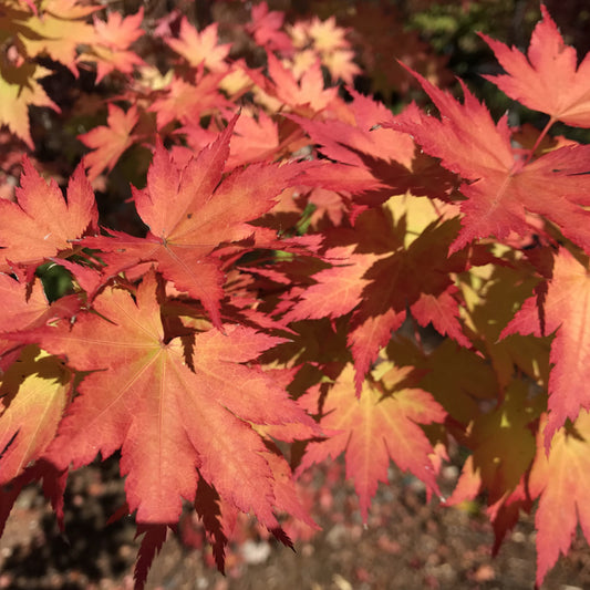 Sode No Uchi Siebold Maple (Acer sieboldianum 'Sode-No-Uchi' dry seed)