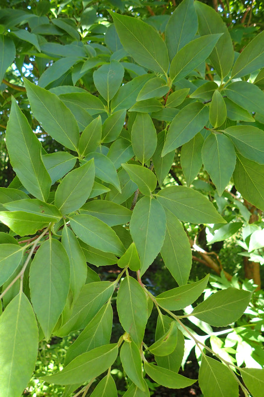 Tall Stewartia (Stewartia monadelpha)