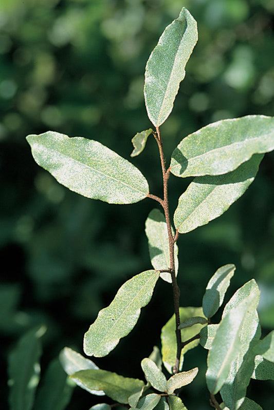 Thorny Elaeagnus Thorny Olive (Elaeagnus pungens)