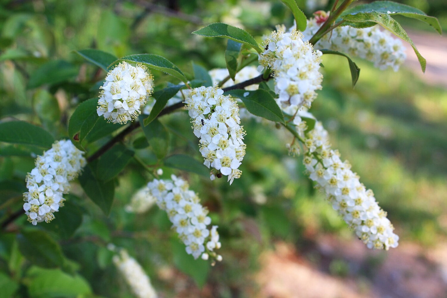 Choke Cherry (Prunus virginiana)