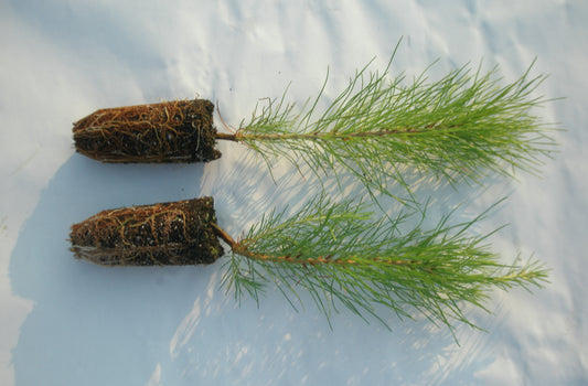 Improved Shortleaf Pine (Pinus echinata Improved)