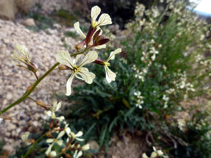 Arugula, Garden Rocket, Rocketsalad (Eruca vesicaria ssp. Sativa)