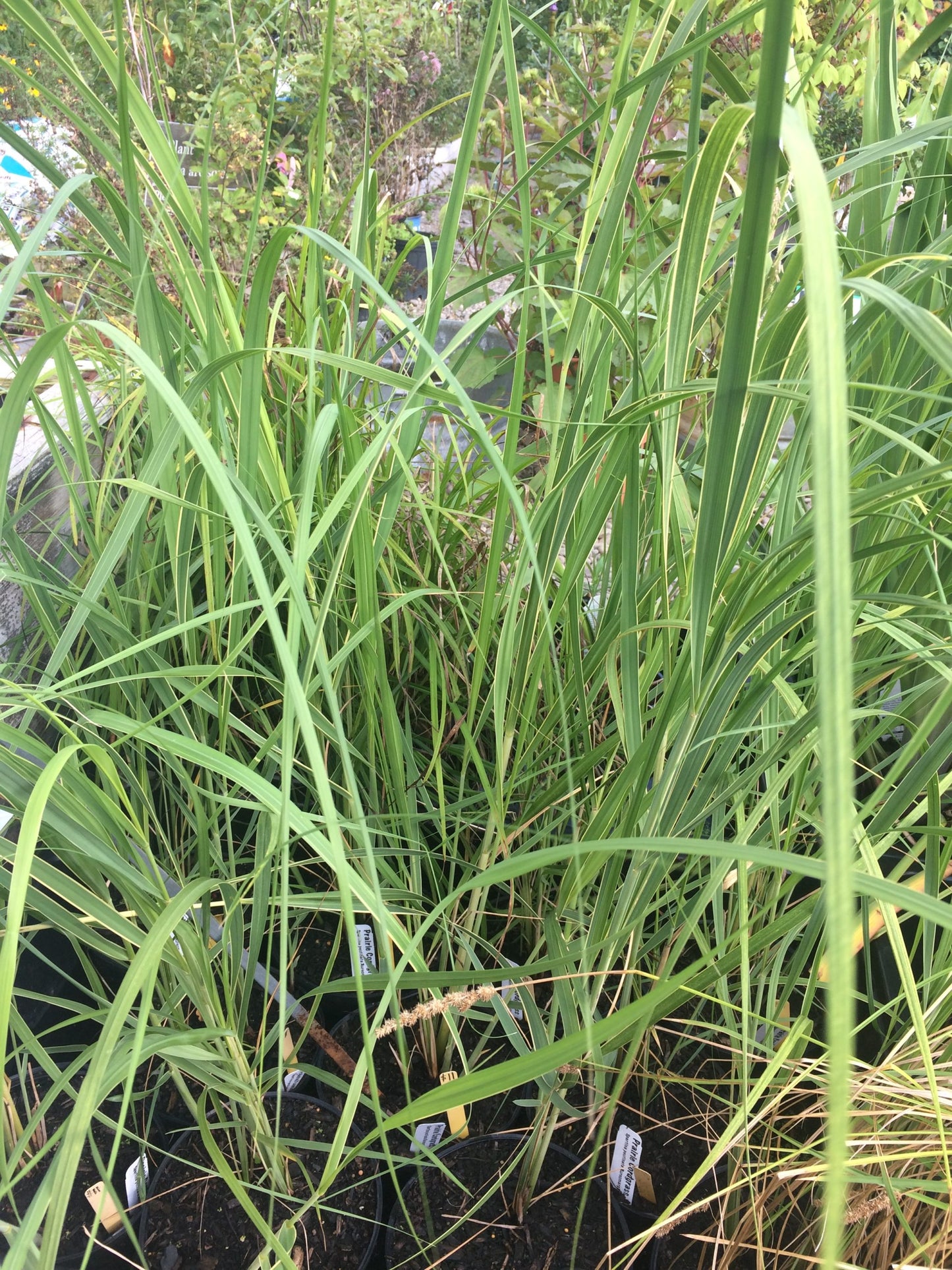 Marsh Prairie Cord Salt Grass (Spartina pectinata)