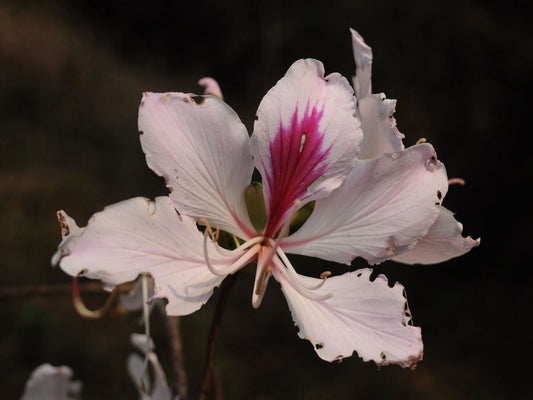 White Butterfly Tree, Hawaiian Orchid (Bauhinia purpurea var. Alba)