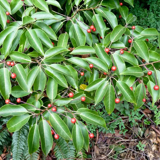 Longstalk Holly (Ilex pedunculosa)