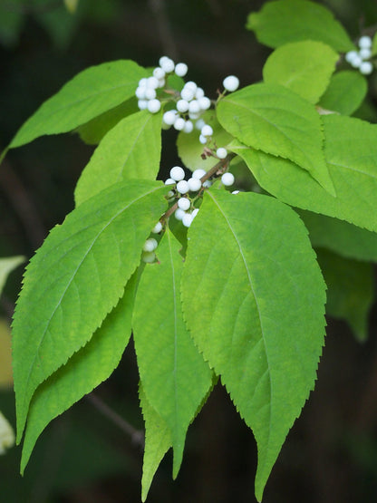 White-berried Beautyberry (Callicarpa japonica 'Leucocarpa')