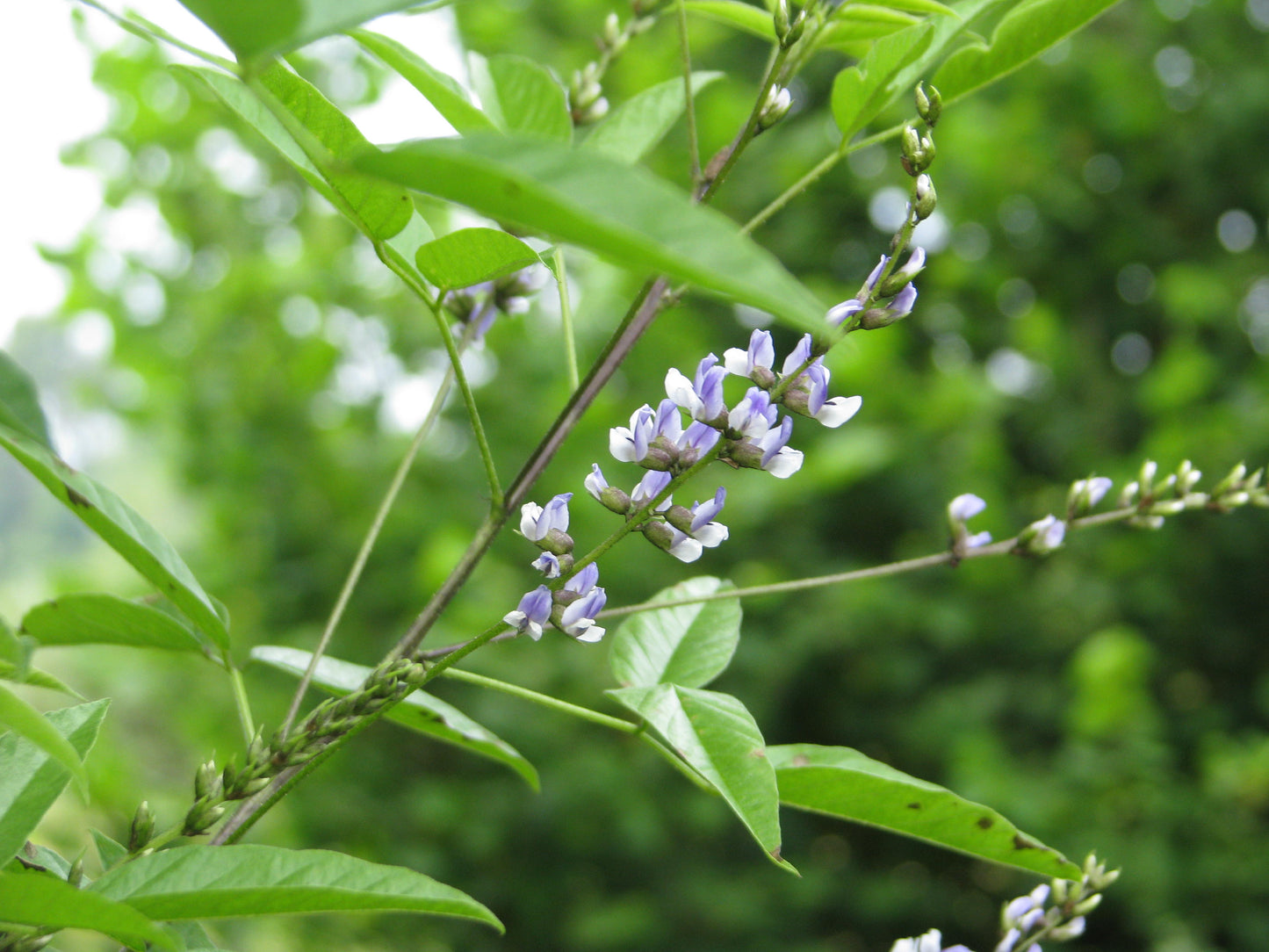Culen (Psoralea glandulosa)