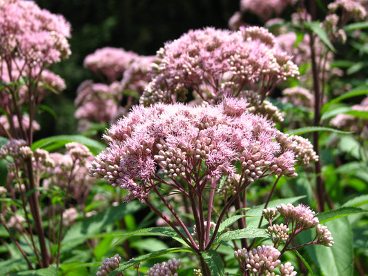 Joe Pye Spotted Joe Weed (Eutrochium maculatum)