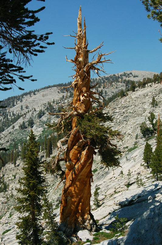 Foxtail Pine (Pinus balfouriana)