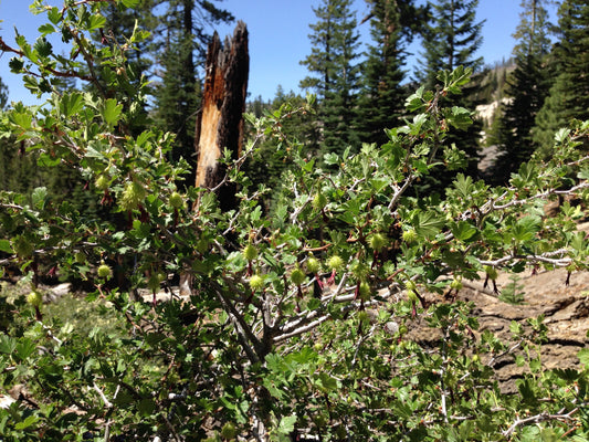 Sierra Gooseberry (Ribes roezlii)