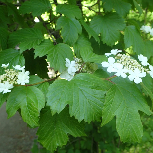 Sargent Cranberry (Viburnum sargentii)