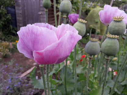 Opium Poppy (Papaver somniferum)