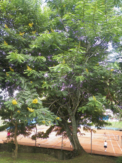 Kassod Tree Siamese Cassia (Senna siamea)