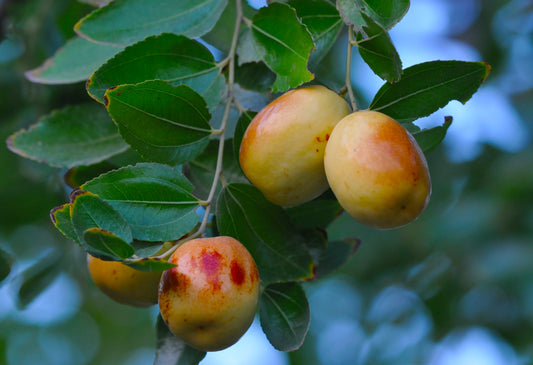 Asian Date Sour Jujube Jujube (Ziziphus jujuba var. spinosa)