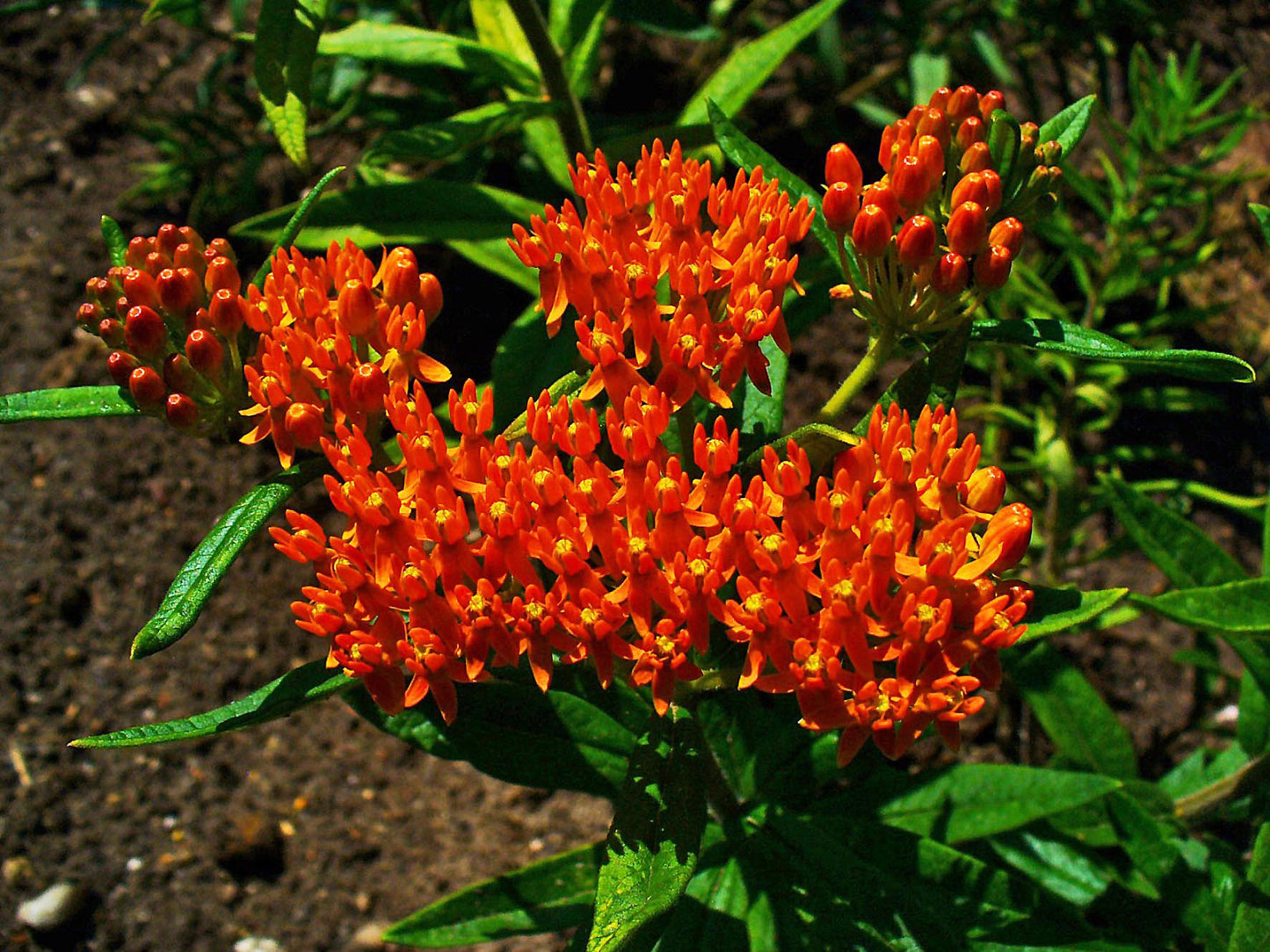 Butterfly Milkweed Butterfly Weed (Asclepias tuberosa)
