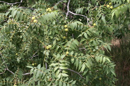 Arizona Walnut (Juglans major)