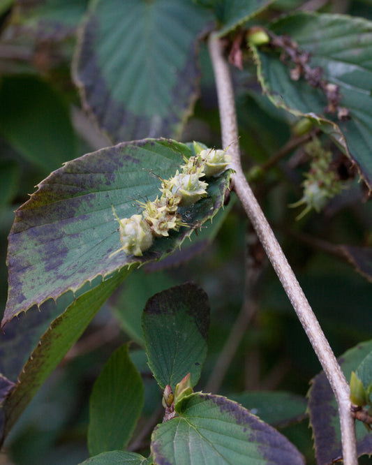 Fragrant Winterhazel (Corylopsis glabrescens)