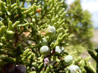 Cherrystone Juniper Oneseed Single-seed Juniper (Juniperus monosperma)