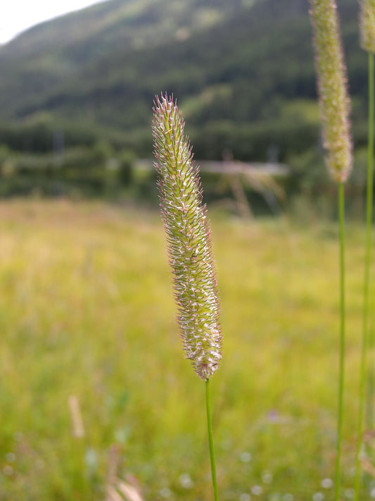 Timothy Timothy Grass (Phleum pratense)