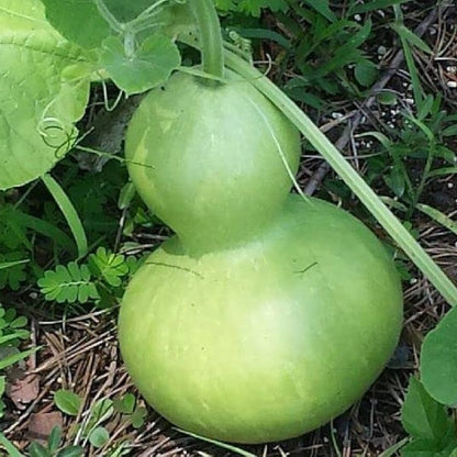 Birdhousebottle Gourd (Cucurbita pepo 'Birdhouse/Bottle')